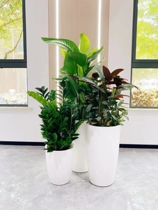 宁波盆景租摆哪家好