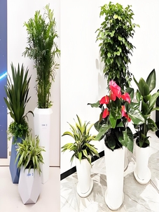 想租植物？宁波鄞州这家服务好到爆啦！